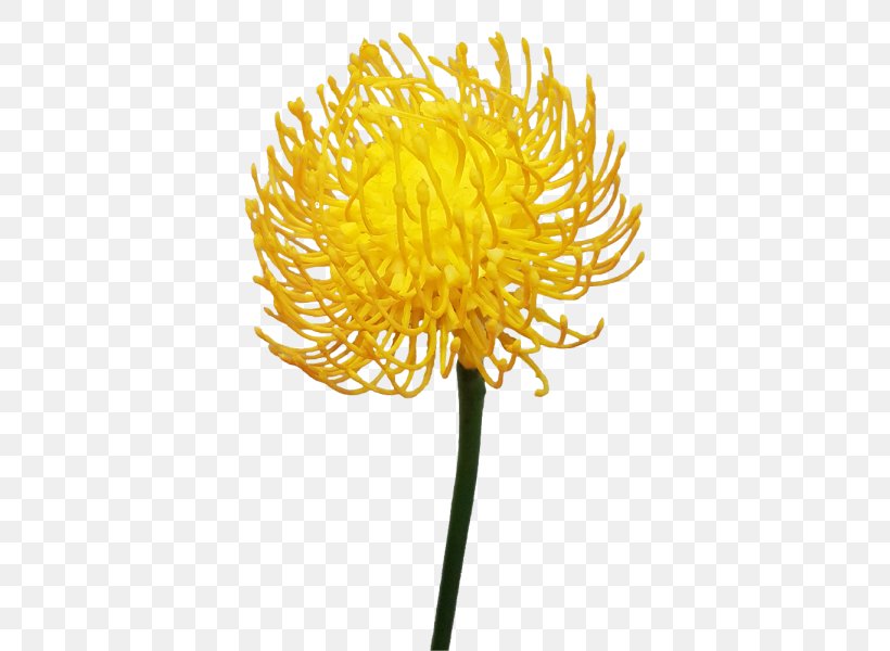 Common Dandelion Pollen Chrysanthemum Plant Stem, PNG, 800x600px, Common Dandelion, Chrysanthemum, Chrysanths, Daisy Family, Dandelion Download Free