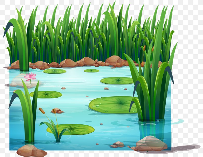 Frog Pond Drawing Clip Art, PNG, 800x636px, Frog, Aquarium Decor, Aquatic Plant, Child, Drawing Download Free