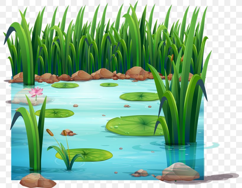 frog pond clipart