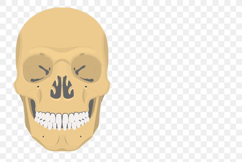 Inferior Nasal Concha Vomer Ethmoid Bone Sphenoid Bone, PNG, 745x550px, Nasal Concha, Anatomy, Bone, Ethmoid Bone, Facial Skeleton Download Free
