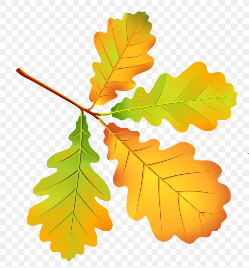 Maple Leaf Autumn, PNG, 1487x1600px, Leaf, Autumn, Autumn Leaves, Branch, Daytime Download Free