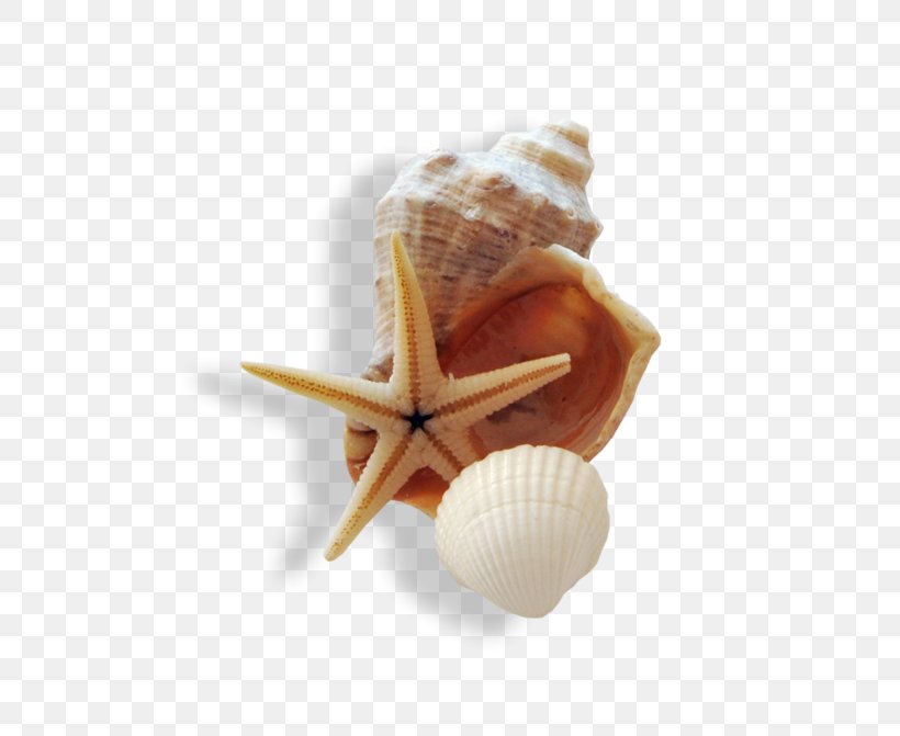 Seashell Starfish Marine Beach, PNG, 600x671px, Seashell, Beach, Caracola, Cockle, Conch Download Free