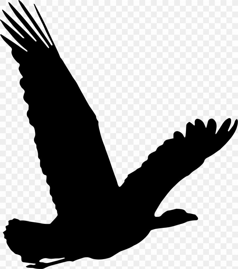 Bird Migration Birdwatching Flight Clip Art, PNG, 7050x7994px, Bird, Beak, Bird Migration, Bird Of Prey, Birdwatching Download Free