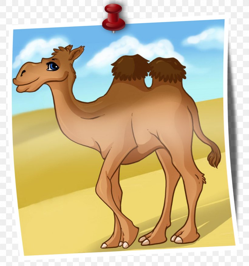 Camel Drawing Animated Cartoon Image, PNG, 1053x1122px, Camel, Animal, Animated Cartoon, Animated Film, Animated Series Download Free