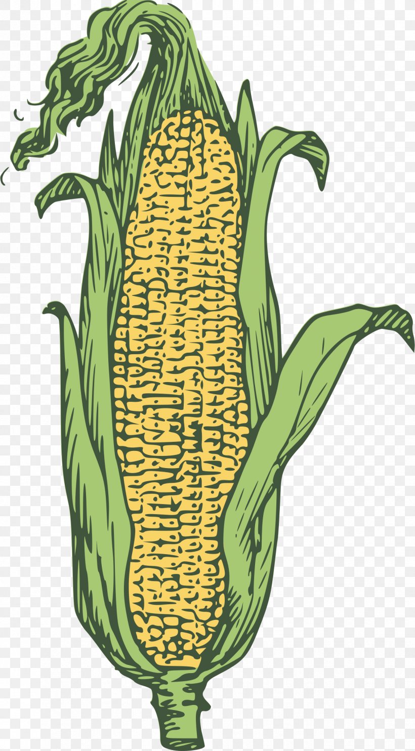 Corn On The Cob Ear Maize Clip Art, PNG, 1326x2400px, Corn On The Cob, Agriculture, Blog, Candy Corn, Commodity Download Free