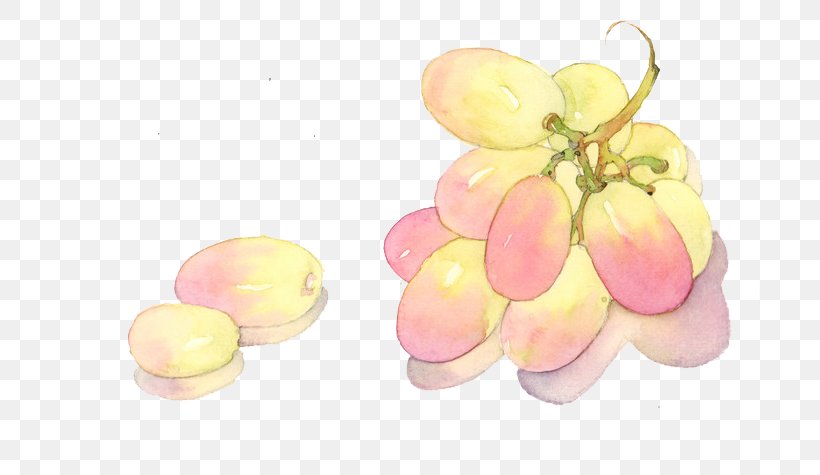 Grape Watercolor Painting, PNG, 700x475px, Grape, Auglis, Colored Pencil, Cyan, Drawing Download Free