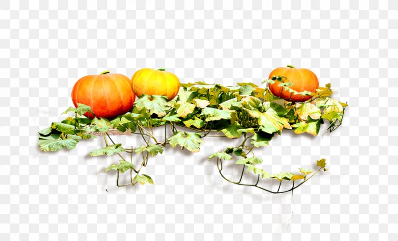 Pumpkin Food, PNG, 850x515px, Pumpkin, Cucurbita, Designer, Diet Food, Floral Design Download Free