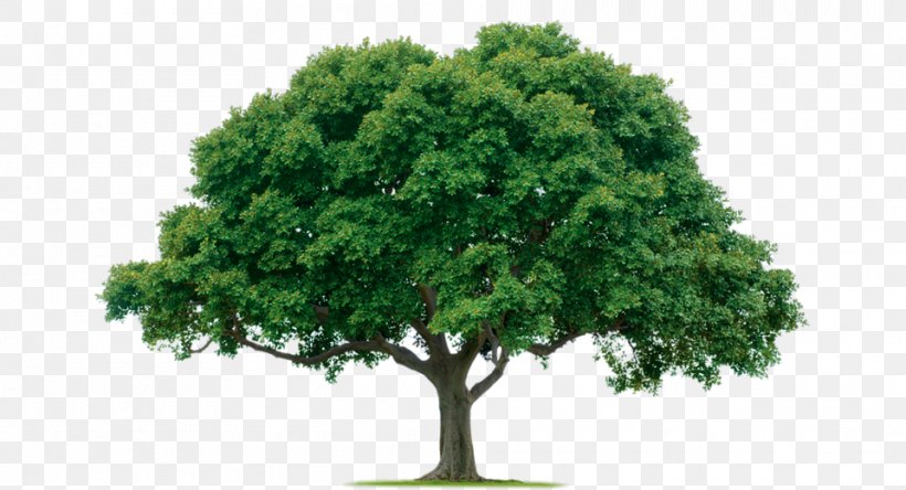 Tree Planting Pruning Tree Health Arborist, PNG, 960x520px, Tree, Arbor Day, Arboriculture, Arborist, Aspen Download Free