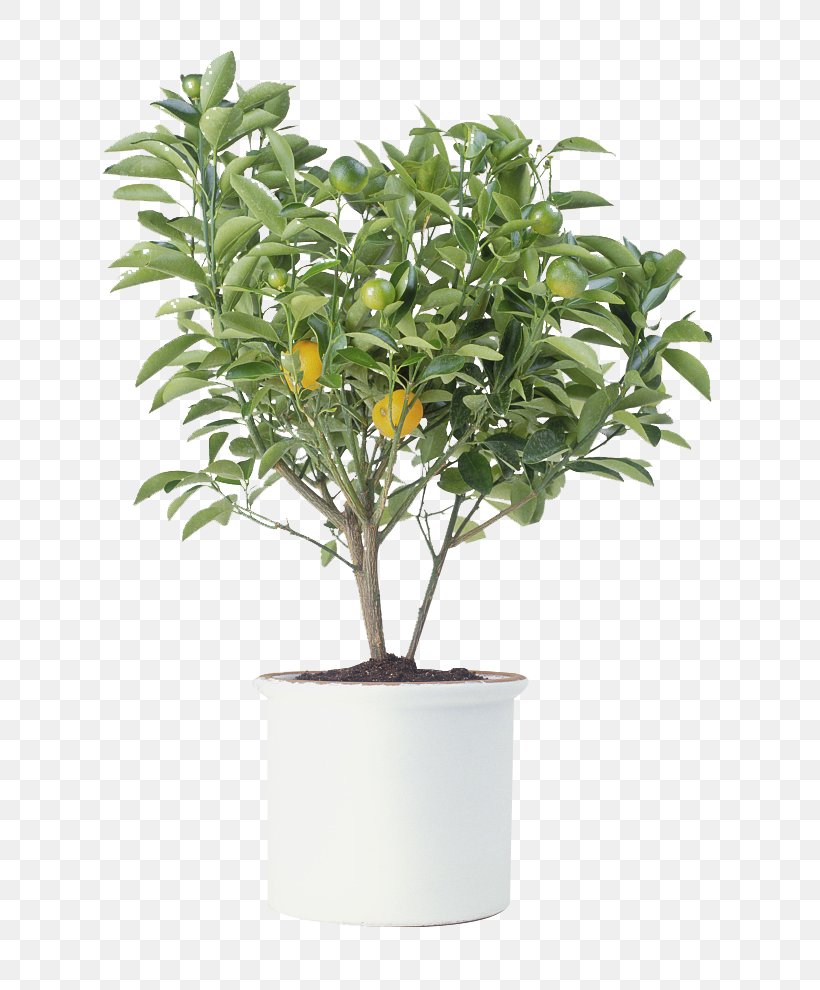 Citrus Xd7 Sinensis Tree Photography Houseplant, PNG, 713x990px, Citrus Xd7 Sinensis, Arecaceae, Bonsai, Branch, Calamondin Download Free