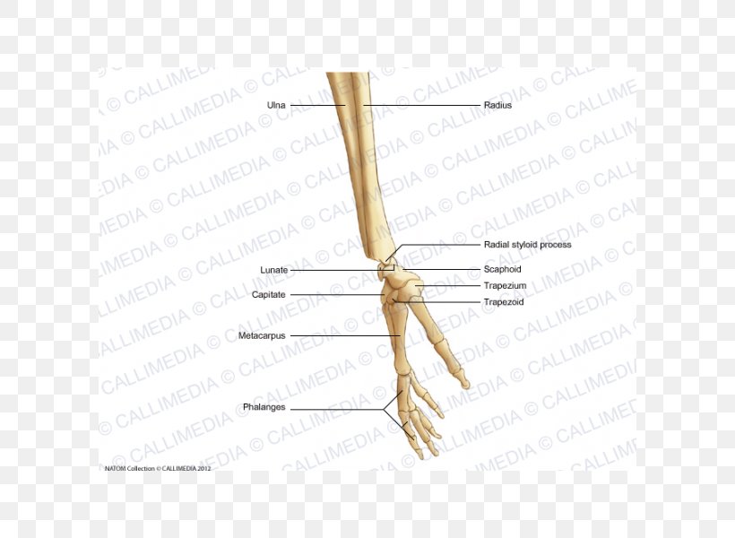 Finger Bone Human Skeleton Hand Forearm, PNG, 600x600px, Watercolor, Cartoon, Flower, Frame, Heart Download Free