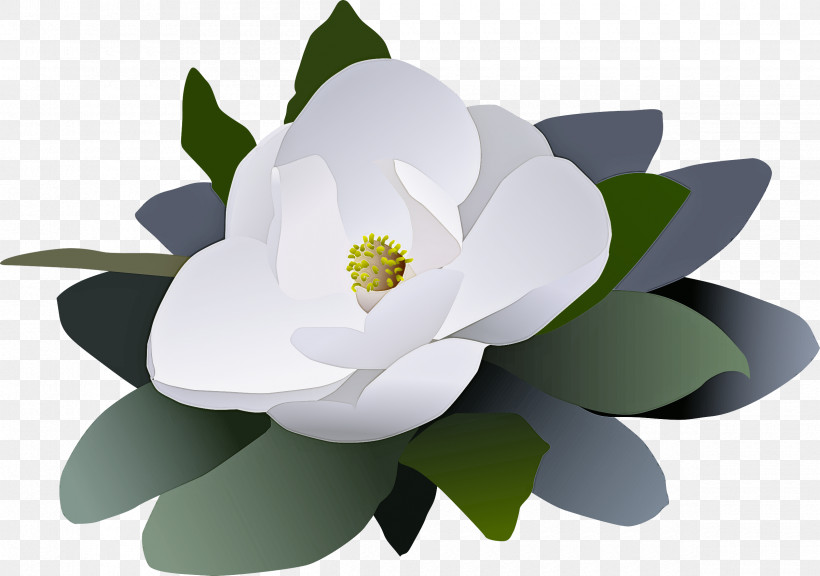 Lotus, PNG, 2400x1688px, White, Aquatic Plant, Flower, Houseplant, Leaf Download Free