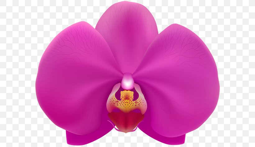 Moth Orchids Clip Art, PNG, 600x474px, Moth Orchids, Child, Easter, Easter Egg, Egg Download Free