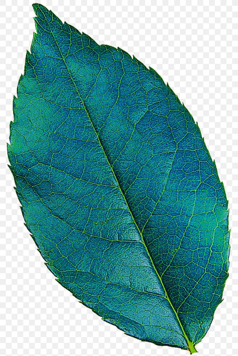 Plant Pathology Leaf Turquoise, PNG, 789x1225px, Plant Pathology, Leaf, Pathology, Plant, Turquoise Download Free