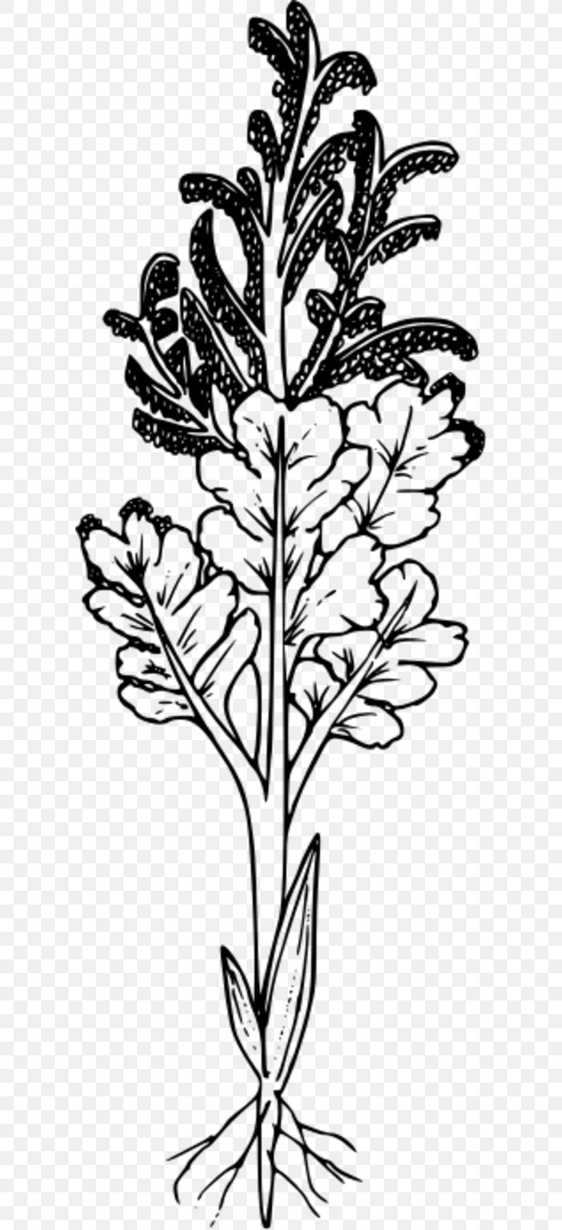 Wildflower, PNG, 600x1795px, Flower, Black And White, Branch, Commodity, Drawing Download Free