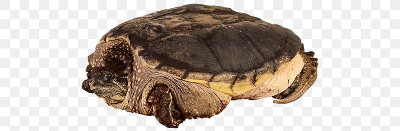 Common Snapping Turtle Russian Tortoise Reptile, PNG, 500x270px, Common Snapping Turtle, Animal, Box Turtle, Box Turtles, Cage Download Free