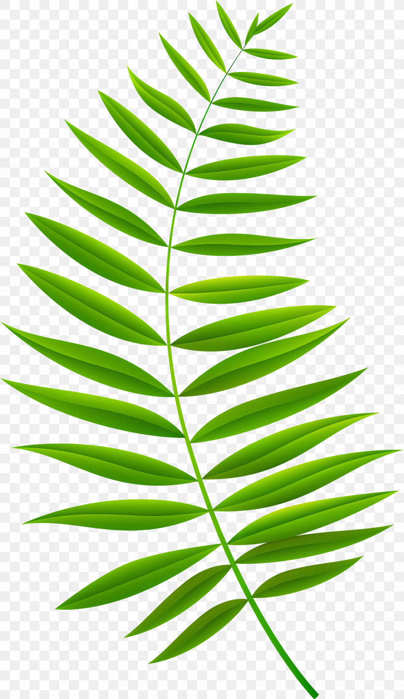 Fern, PNG, 1734x3000px, Leaf, Azadirachta Indica, Fern, Flower, Green Download Free