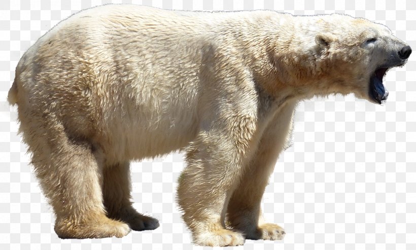 Grizzly Bear Polar Bear Clip Art Stock.xchng, PNG, 960x578px, Grizzly Bear, Animal, Bear, Brown Bear, Carnivoran Download Free