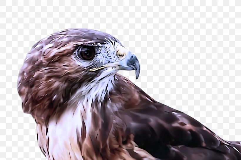 Bird Bird Of Prey Hawk Beak Peregrine Falcon, PNG, 2000x1332px, Bird, Beak, Bird Of Prey, Falcon, Hawk Download Free