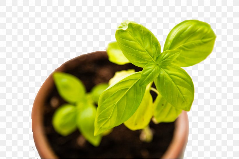 Business Marketing Horticulture Gardening Herb, PNG, 1280x853px, Business, Affiliate Marketing, Basil, Garden, Gardening Download Free