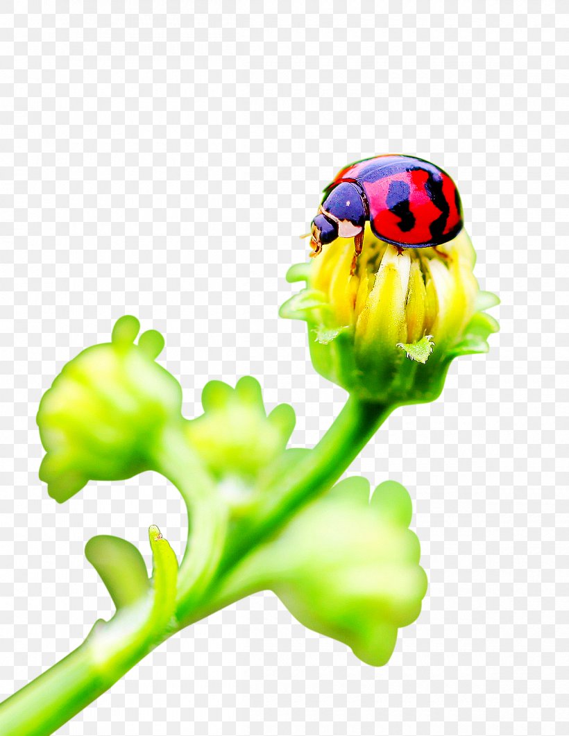 Ladybird Flower Insect, PNG, 1200x1554px, Ladybird, Cut Flowers, Floral Design, Flower, Grass Download Free