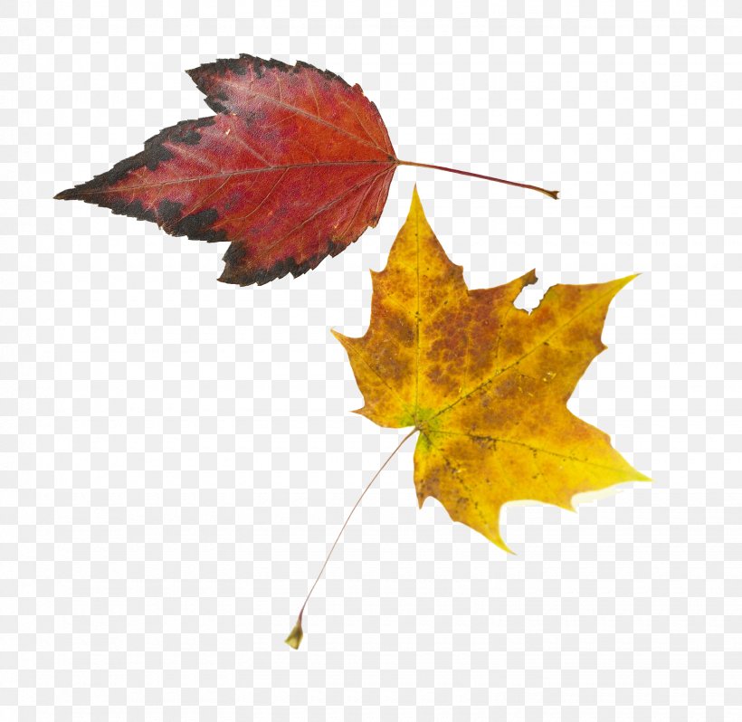 Maple Leaf Yellow, PNG, 1540x1500px, Maple Leaf, Autumn, Color, Deciduous, Flag Of Canada Download Free