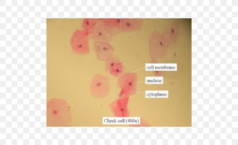 Microscope Slides Cell Cheek Bacteria, PNG, 500x500px, Microscope, Amoeba, Archaeans, Bacteria, Biology Download Free