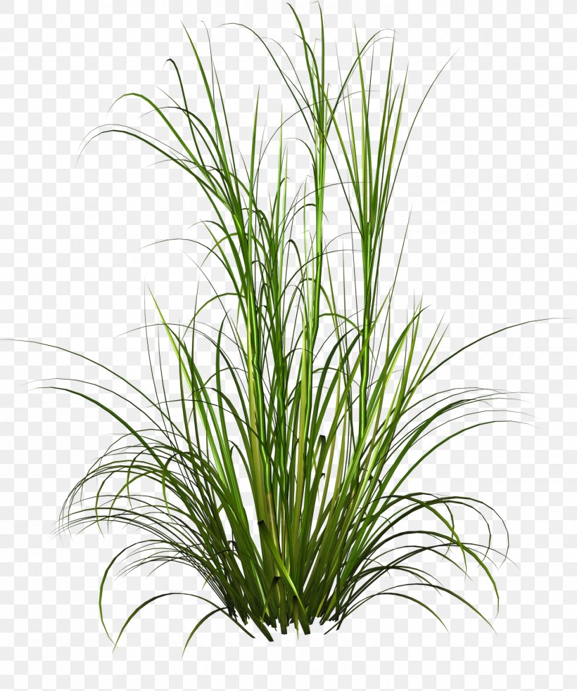 Purple Fountain Grass Pennisetum Alopecuroides Plant, PNG, 1500x1800px, Grasses, Chrysopogon Zizanioides, Clipping Path, Digital Image, Flower Download Free