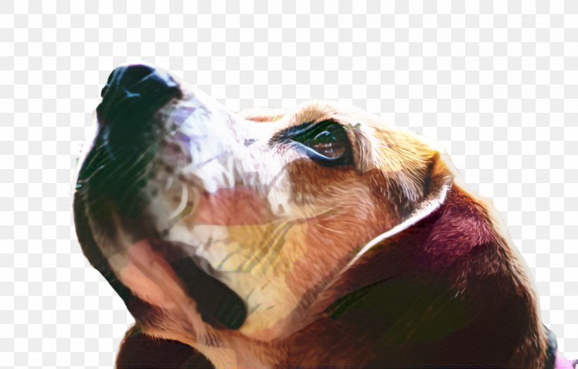 Cute Dog, PNG, 2500x1600px, Cute Dog, Animal, Assisted Living, Basset Hound, Beak Download Free