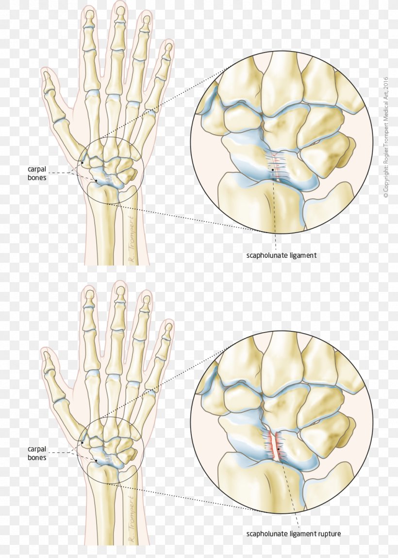 Finger Hand Model Bone Joint, PNG, 1063x1487px, Watercolor, Cartoon, Flower, Frame, Heart Download Free