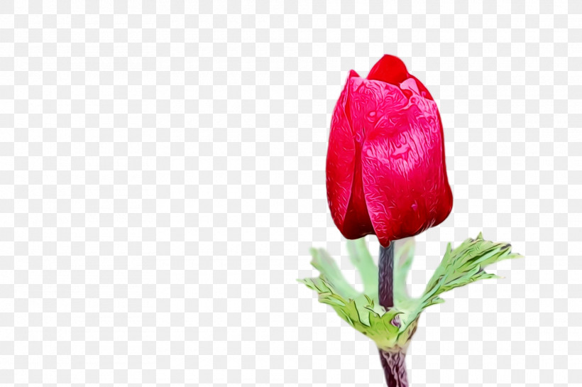 Flower Bud Petal Tulip Red, PNG, 1920x1278px, Spring, Anthurium, Bud, Coquelicot, Cut Flowers Download Free