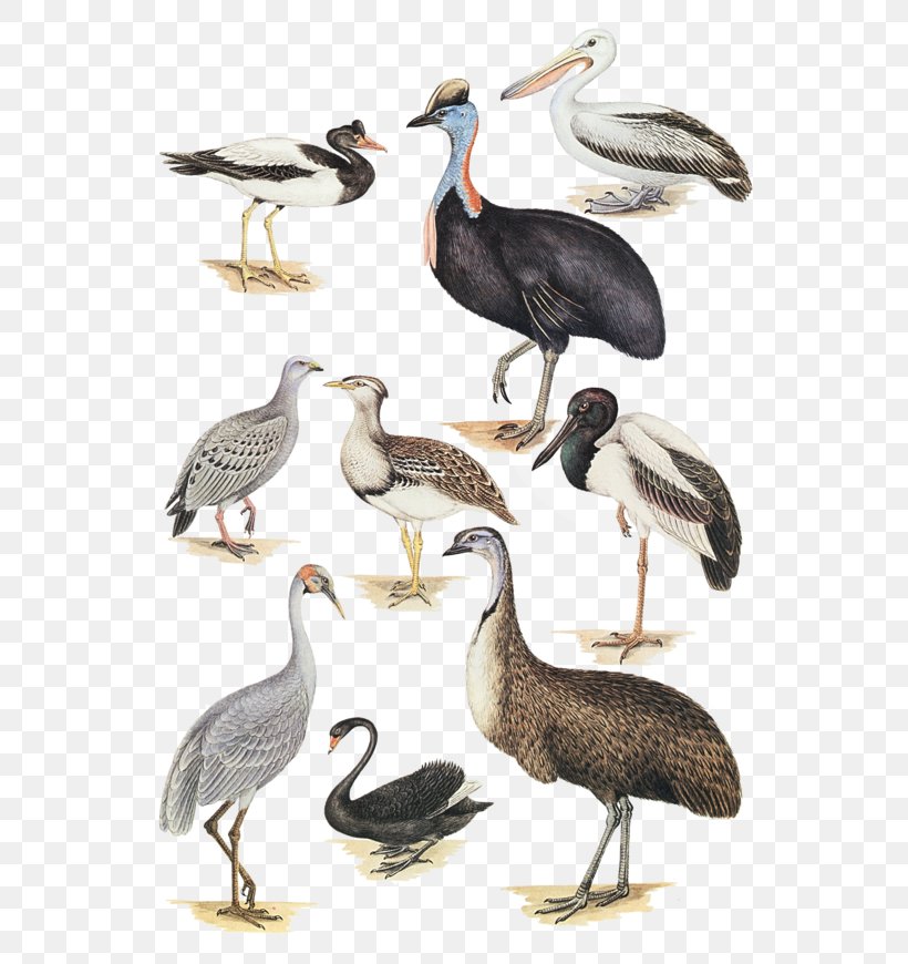 What Bird Is That? Magpie Goose Southern Cassowary Beak, PNG, 600x870px, Bird, Australian Pelican, Beak, Canvas Print, Cassowary Download Free