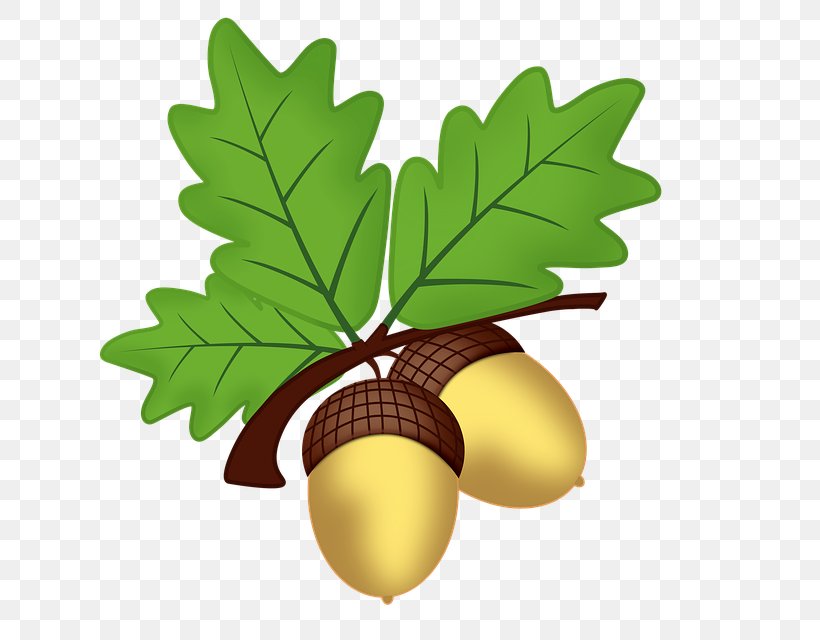 Acorn Oak Clip Art, PNG, 640x640px, Acorn, Food, Fruit, Leaf, Mast Download Free