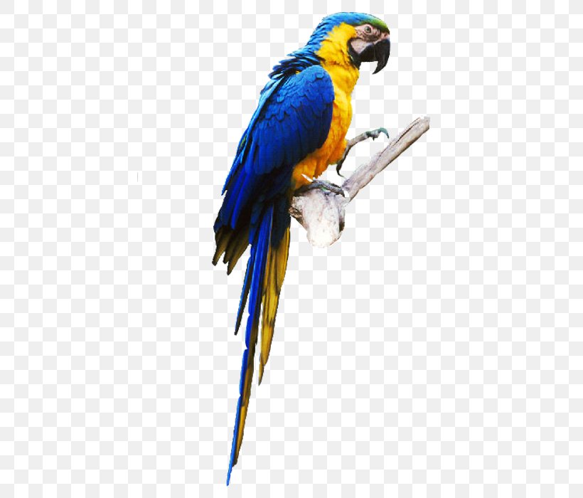 Budgerigar Lovebird True Parrot Parrot Parrot, PNG, 700x700px, Budgerigar, Beak, Bird, Common Pet Parakeet, Companion Parrot Download Free