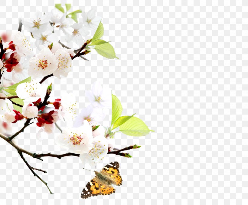 Cherry Blossom, PNG, 1449x1202px, Cherry Blossom, Blossom, Branch, Butterfly, Computer Graphics Download Free