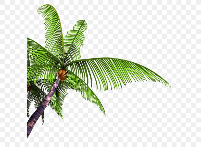 Coconut Poster Tree Arecaceae, PNG, 600x600px, Coconut, Arecaceae, Arecales, Cetacea, Hayao Miyazaki Download Free
