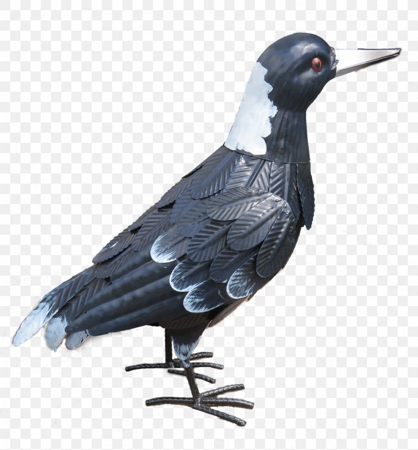 Columbidae Domestic Pigeon Beak Feather Rook, PNG, 1487x1600px, Columbidae, Beak, Bird, Crow, Crow Like Bird Download Free