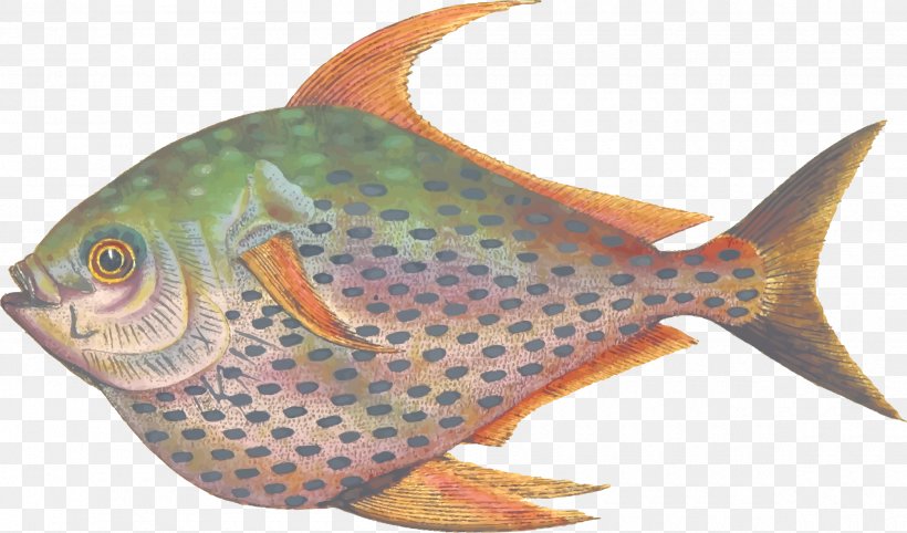 Fish Lampris Guttatus Marine Biology Yellowtail Amberjack Seafood, PNG, 2400x1412px, Watercolor, Cartoon, Flower, Frame, Heart Download Free
