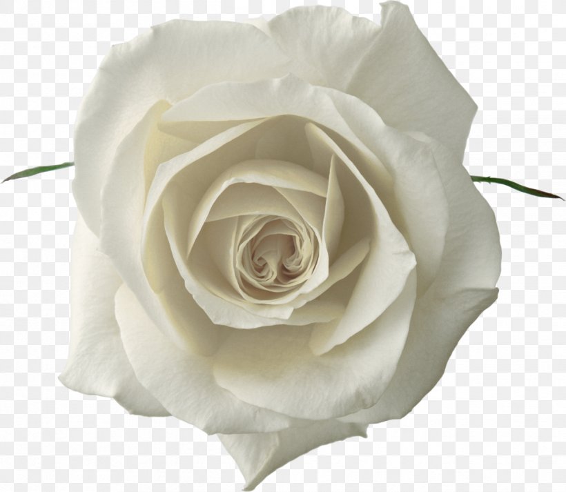 Garden Roses Desktop Wallpaper Clip Art, PNG, 1242x1080px, Rose, Cut Flowers, Floribunda, Flower, Flowering Plant Download Free