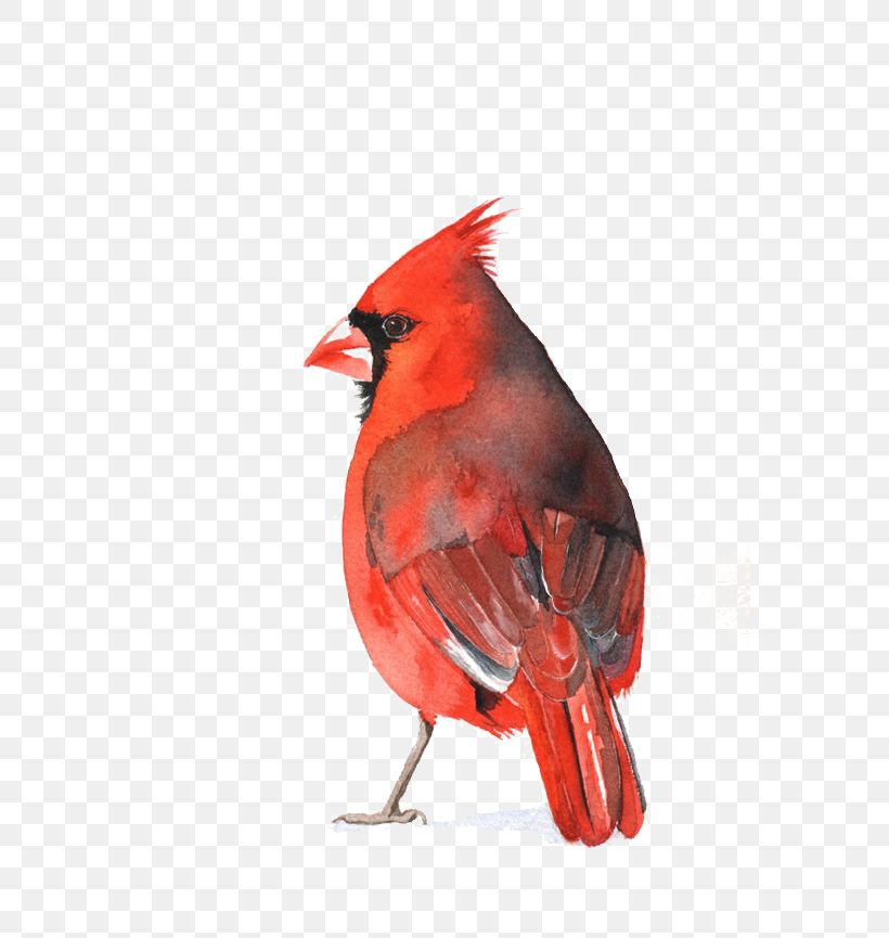 Watercolor Painting St. Louis Cardinals Art Bird, PNG, 564x865px, Watercolor Painting, Art, Beak, Bird, Cardinal Download Free