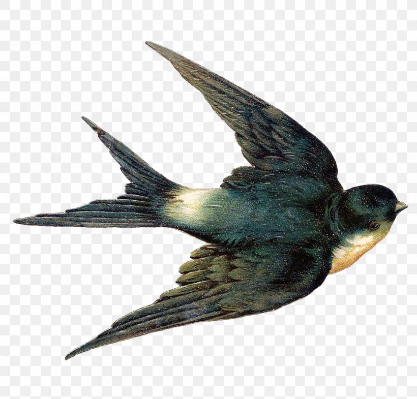 Bird The Swallow Tree Swallow Barn Swallow Clip Art, PNG, 1336x1280px, Bird, American Cliff Swallow, Barn Swallow, Beak, Bird Nest Download Free