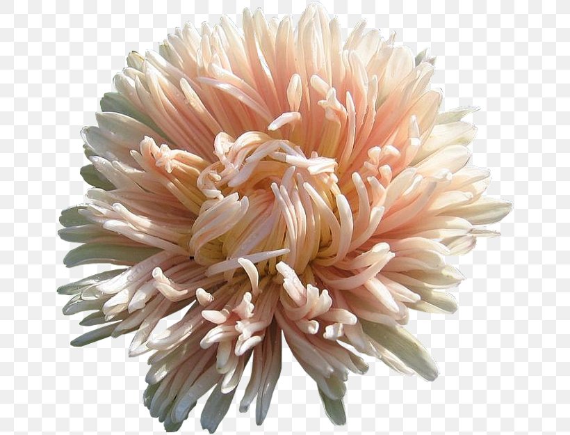 Chrysanthemum Transvaal Daisy Cut Flowers, PNG, 660x625px, Chrysanthemum, Aster, Chrysanths, Cut Flowers, Daisy Family Download Free