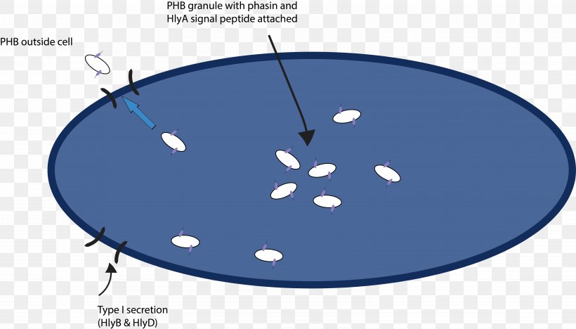 Gel Electrophoresis Protein Purification Brevibacillus, PNG, 6354x3628px, Gel Electrophoresis, Area, Bacteriocin, Blue, Brevibacillus Download Free