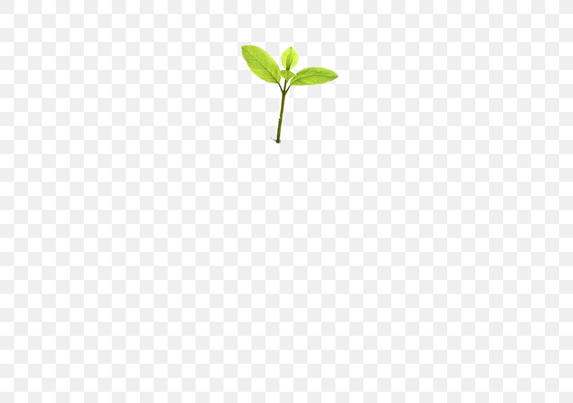 Leaf Tree Planting Plant Stem, PNG, 768x576px, Leaf, Grass, Plant, Plant Stem, Tree Download Free