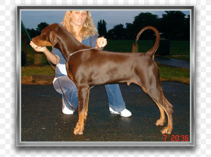 Redbone Coonhound English Foxhound Puppy Black And Tan Coonhound Vizsla, PNG, 840x625px, Redbone Coonhound, Animal, Black And Tan Coonhound, Canidae, Carnivora Download Free