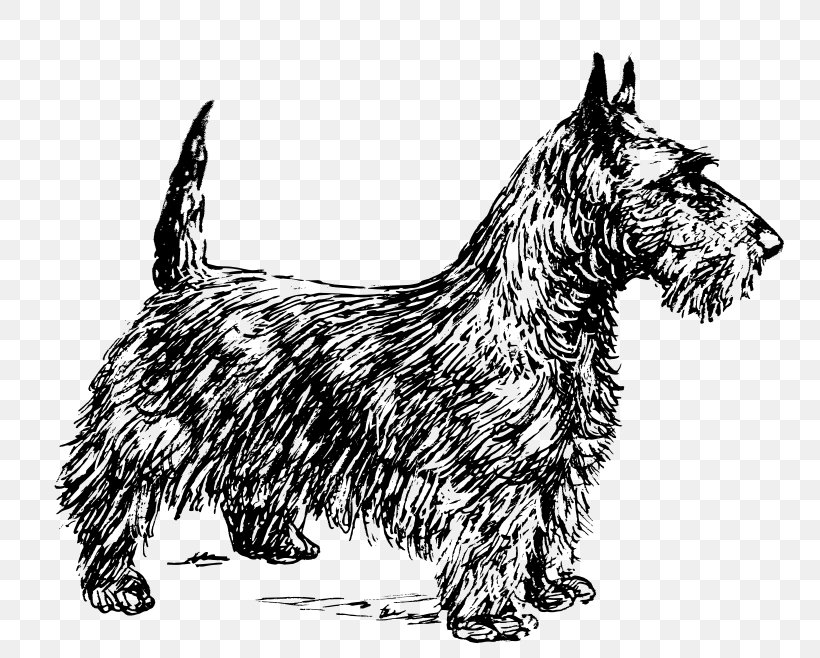 Scottish Terrier Scotland Smooth Fox Terrier Coasters, PNG, 800x658px, Scottish Terrier, Australian Silky Terrier, Basset Hound, Black And White, Cairn Terrier Download Free