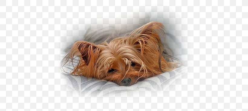 Yorkshire Terrier .es .net .de, PNG, 495x367px, Yorkshire Terrier, Australian Silky Terrier, Australian Terrier, Blog, Carnivoran Download Free