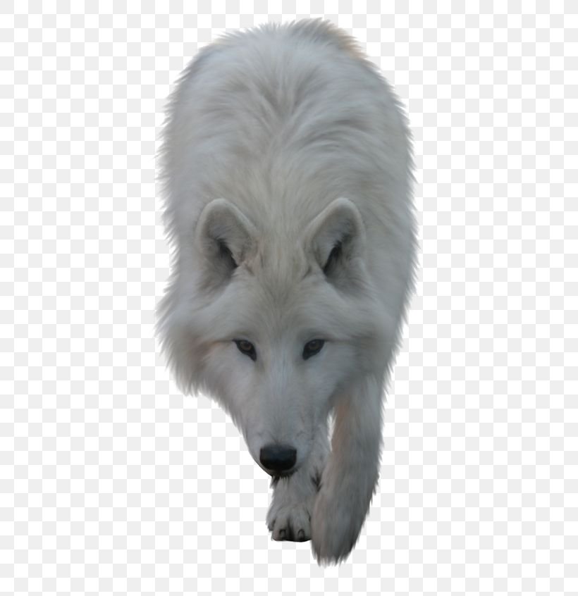 Arctic Wolf Clip Art, PNG, 564x846px, Arctic Wolf, Arctic Fox, Black Wolf, Canis Lupus Tundrarum, Dog Breed Group Download Free