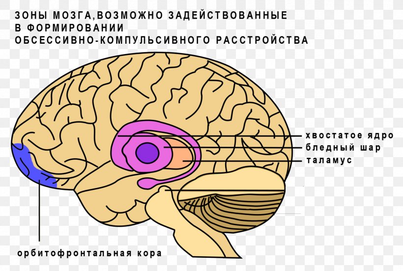 Basal Ganglia Caudate Nucleus Brain Ganglion, PNG, 1280x862px, Watercolor, Cartoon, Flower, Frame, Heart Download Free
