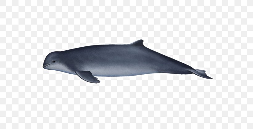 Common Bottlenose Dolphin Tucuxi Rough-toothed Dolphin Short-beaked Common Dolphin Wholphin, PNG, 600x420px, Common Bottlenose Dolphin, Beaked Whale, Bottlenose Dolphin, Cetacea, Dolphin Download Free