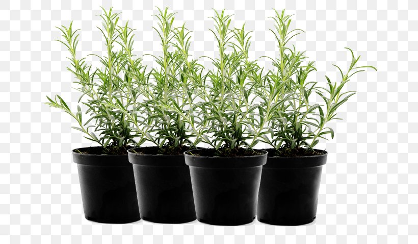 Herb Flowerpot Food Mint Leaf Vegetable, PNG, 683x478px, Herb, Blueberry, Container, Container Garden, Cooking Download Free